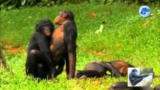 Wild Wives of Africa - Farting Animals - Bonobo Love